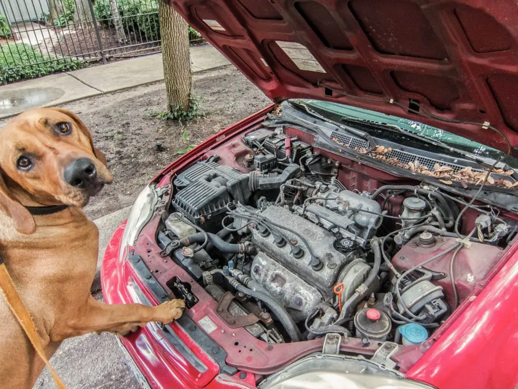 Dog Fixes Car